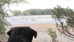 A vibrant dog park bathed in sunlight features abundant greenery with mature trees, offering ample shade for leisurely outdoor activities. In the distance is a well-equipped playground that presents an additional activity area. An inviting picnic table spreads out nearby, ideal for enjoying meals al fresco or taking relaxing breaks from play. A neatly-placed trash bin aids in maintaining the park's cleanliness for everyone's enjoyment. Dominating the scene is a generously wide dirt path gracefully curving through the expanse of grass, promising exploratory walks and lively fetch games.